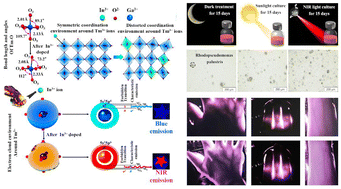 Graphical abstract: Unlocking non-characteristic near-infrared emission of rare earth ions for photosynthetic bacteria cultivation and vein imaging applications