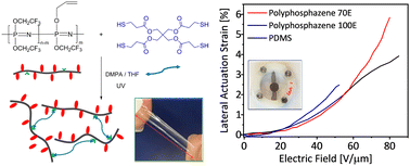 Graphical abstract: A polyphosphazene elastomer containing 2,2,2-trifluoroethoxy groups as a dielectric in electrically responsive soft actuators