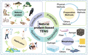 Graphical abstract: Native proteins for triboelectric nanogenerators