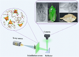 Graphical abstract: Single crystals of organometallic manganese halides as sustainable high-luminescence materials for X-ray scintillation