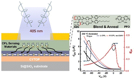 Graphical abstract: High-performance circularly polarized photodetectors based on chiral transfer of achiral poly(9,9-dioctylfluorene)