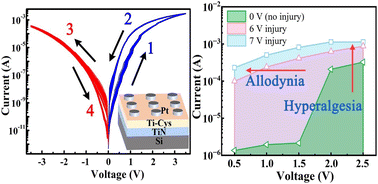 Graphical abstract: Molecular layer deposition of biomimetic amino acid-based hybrid thin films for artificial nociceptors
