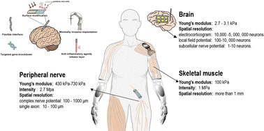 Graphical abstract: Long-term implantable flexible neural interfaces for electrophysiological monitoring