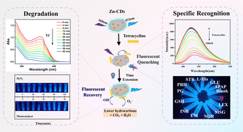 Graphical abstract: Multifunctional Zn–carbon dots enhanced specific recognition and in situ degradation of tetracycline