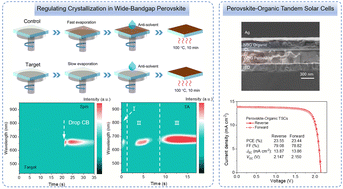 Graphical abstract: Regulating crystallization in wide-bandgap perovskite with removable additives for an expanded processing window contributes to efficient tandem solar cells