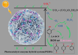 Graphical abstract: Immobilization of laccase on different functional groups and degree of conjugation modified COFs for simultaneous photochemical-enzymatic removal of 2,4-dichlorophenol and uranium (U(vi))