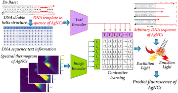 Graphical abstract: A compact CLIP model: predicting spectral properties of AgNCs using a DNA template