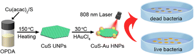 Graphical abstract: Enhancing near-infrared photothermal activity through precise in-plane interface engineering in CuS–Au and CuS@Au ultrathin nanoplates for combating multidrug-resistant bacteria