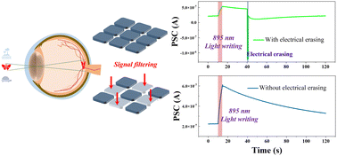 Graphical abstract: Multifunctional organic artificial optoelectronic synapses for neuromorphic computing and a weak-light-sensitive visual system