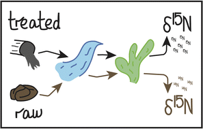 Graphical abstract: Nitrogen isotopes in herbaria document historical nitrogen sewage pollution in the Mersey Estuary, England