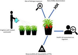 Graphical abstract: Treated wastewater reuse for crop irrigation: a comprehensive health risk assessment