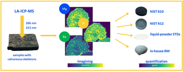 Graphical abstract: Evaluating solid standards for LA-ICP-MS quantitative imaging of organisms with calcareous skeletons: accuracy, homogeneity, and laser wavelength effects