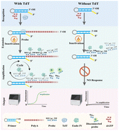 Graphical abstract: An Endo IV-driven signal amplifier for sensitive detection of cancer biomarker TdT