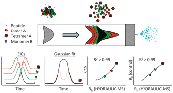 Graphical abstract: Measuring the hydrodynamic radii of peptides and proteins with an unmodified LC-ESI-MS instrument operating in a Taylor dispersion regime