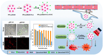 Graphical abstract: Dye-doped fluorescent polypyrrole nanotherapeutic probe as a versatile platform for ratiometric pH-sensing-guided and self-monitored photothermal therapy of tumors