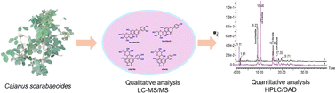 Graphical abstract: Structural characterization and quantification of isomeric bioactive flavonoid C-glycosides utilizing high-performance liquid chromatography coupled with diode array detection and mass spectrometry
