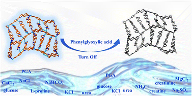 Graphical abstract: A stable Zn-coordination polymer for the quantitative and selective detection of biomarker phenylglyoxylic acid in urine