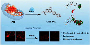 Graphical abstract: A mitochondria-targeted long-wavelength fluorescent probe for imaging sulfur dioxide in ferroptosis