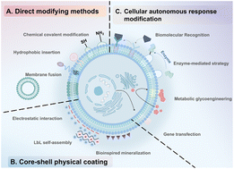 Graphical abstract: Progress and application of cell membrane engineering in living cell therapy