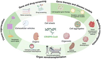 Graphical abstract: CRISPR-based genetically modified scaffold-free biomaterials for tissue engineering and regenerative medicine