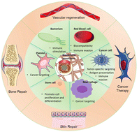 Graphical abstract: Biomimetic nanofibers with cell membrane functionalization for enhanced tissue engineering