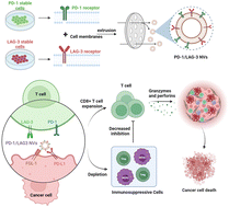 Graphical abstract: Engineered hybrid cell membrane nanovesicles for potentiated cancer immunotherapy through dual immune checkpoint inhibition