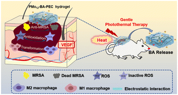 Graphical abstract: Hydrogel-mediated delivery of baicalein for the effective therapy of MRSA-infected diabetic wounds by immune response and moderate photothermal effects
