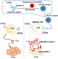 Graphical abstract: Antitumor immune response elicited by M2 TAM-specific DDS via C-type lectin CD209b using cholesteryl pullulan nanogel as a protein drug carrier