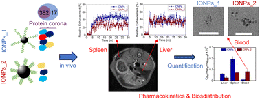 Graphical abstract: Protein corona as the key factor governing the in vivo fate of magnetic nanoparticles