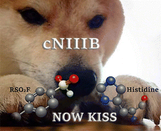 Graphical abstract: Proximity-induced SuFEx increases the potency of cytosolic nucleotidase inhibitors and reveals a rare example of covalently targeted histidine