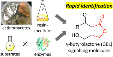 Graphical abstract: Identification of γ-butyrolactone signalling molecules in diverse actinomycetes using resin-assisted isolation and chemoenzymatic synthesis