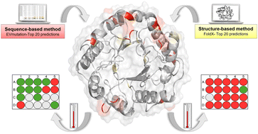 Graphical abstract: Exploring sequence- and structure-based fitness landscapes to enhance thermal resistance and activity of endoglucanase II with minimal experimental effort