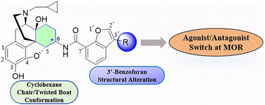 Graphical abstract: Exploring substitution effects on the potential dominant conformations of NBF derivatives leading to functional conversion at the mu opioid receptor