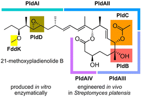Graphical abstract: Engineering regiospecific methylation of the pladienolides