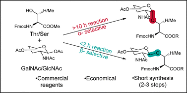 Graphical abstract: Efficient synthesis of O-glycosylated amino acids