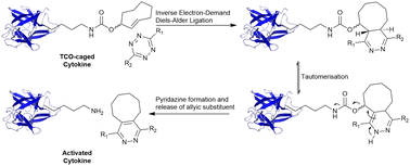 Graphical abstract: trans-Cyclooctene-caged-IL-1β immunocytokine-constructs ligated to unmodified nanobodies allow click-2-release-based control of cytokine activity