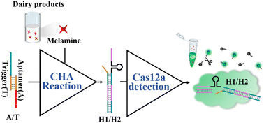 Graphical abstract: Catalytic hairpin assembly-coupled CRISPR/Cas12a biosensor for sensitive detection of melamine in dairy products