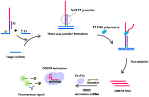 Graphical abstract: A sensitive miRNA detection method based on a split-T7 switch modulating CRISPR/Cas12a system