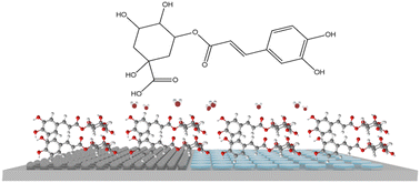 Graphical abstract: Interfacial molecular layer induced by trace chlorogenic acid for highly stable zinc anodes