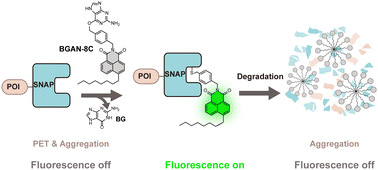 Graphical abstract: Naphthalimide-derived fluorogenic SNAP probe for real-time monitoring of protein degradation