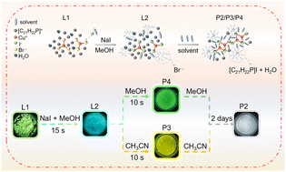 Graphical abstract: Halogen and solvent effects induced structural transformation and isostructural luminescence regulation in copper-based hybrid halides