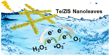 Graphical abstract: Te/ZnIn2S4 nanoleaves with rich charge transport and high electron–hole separation efficiency for augmented visible-light-mediated hydrogen peroxide generation