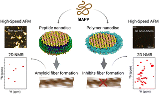 Graphical abstract: Bifunctional nanodisc platforms for studies on self-assembly and amyloid fibrillation