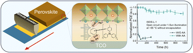 Graphical abstract: Buried interfacial passivation by a multifunctional molecular bridge for blade-coating perovskite solar cells