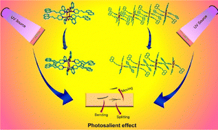 Graphical abstract: Light-driven structural transformations in isotypical Cd(ii) complexes: stereoselectivity and photosalient motion