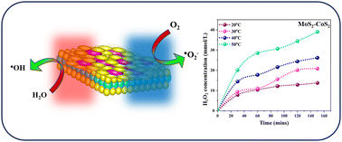Graphical abstract: MoS2/CoS2 heterostructures as a thermoelectric-catalyst for H2O2 generation under a small temperature gradient