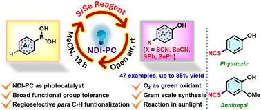 Graphical abstract: Dual ipso-hydroxylation and para-C–H chalcogenation of arylboronic acids using an NDI photocatalyst in visible light