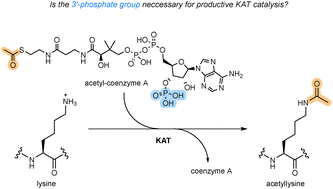 Graphical abstract: Importance of the 3′-phosphate group of acetyl-coenzyme A for efficient histone lysine acetyltransferase catalysis