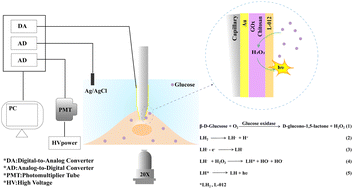 Graphical abstract: Electrochemiluminescence analysis of glucose in single living cells using enzyme-modified micropipettes