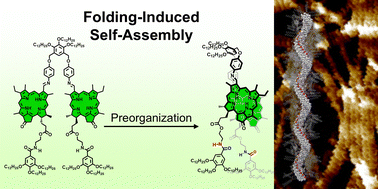 Graphical abstract: Dimerization-enhanced aggregation of chlorophyll into helical supramolecular polymers